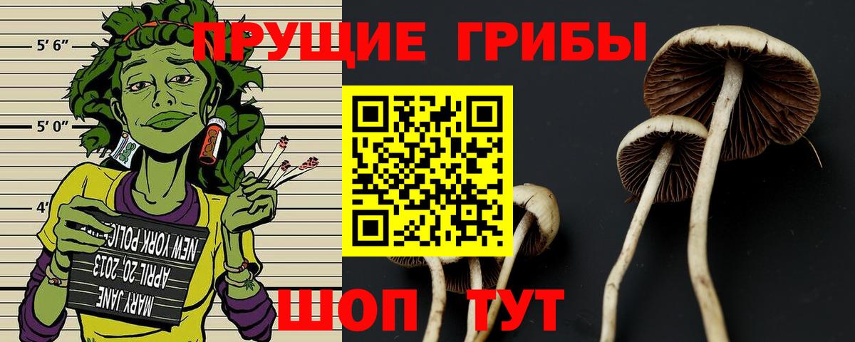 Псилоцибиновые грибы Psilocybine cubensis Сызрань